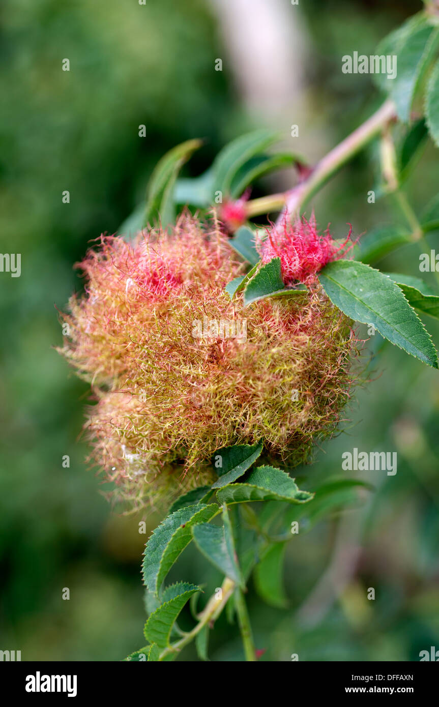 Robin`s Pincushion, Bedeguar Wasp Gall (Diplolepsis rosae) on dog rose